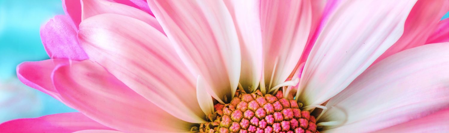 Roze bloem in zachte close-up